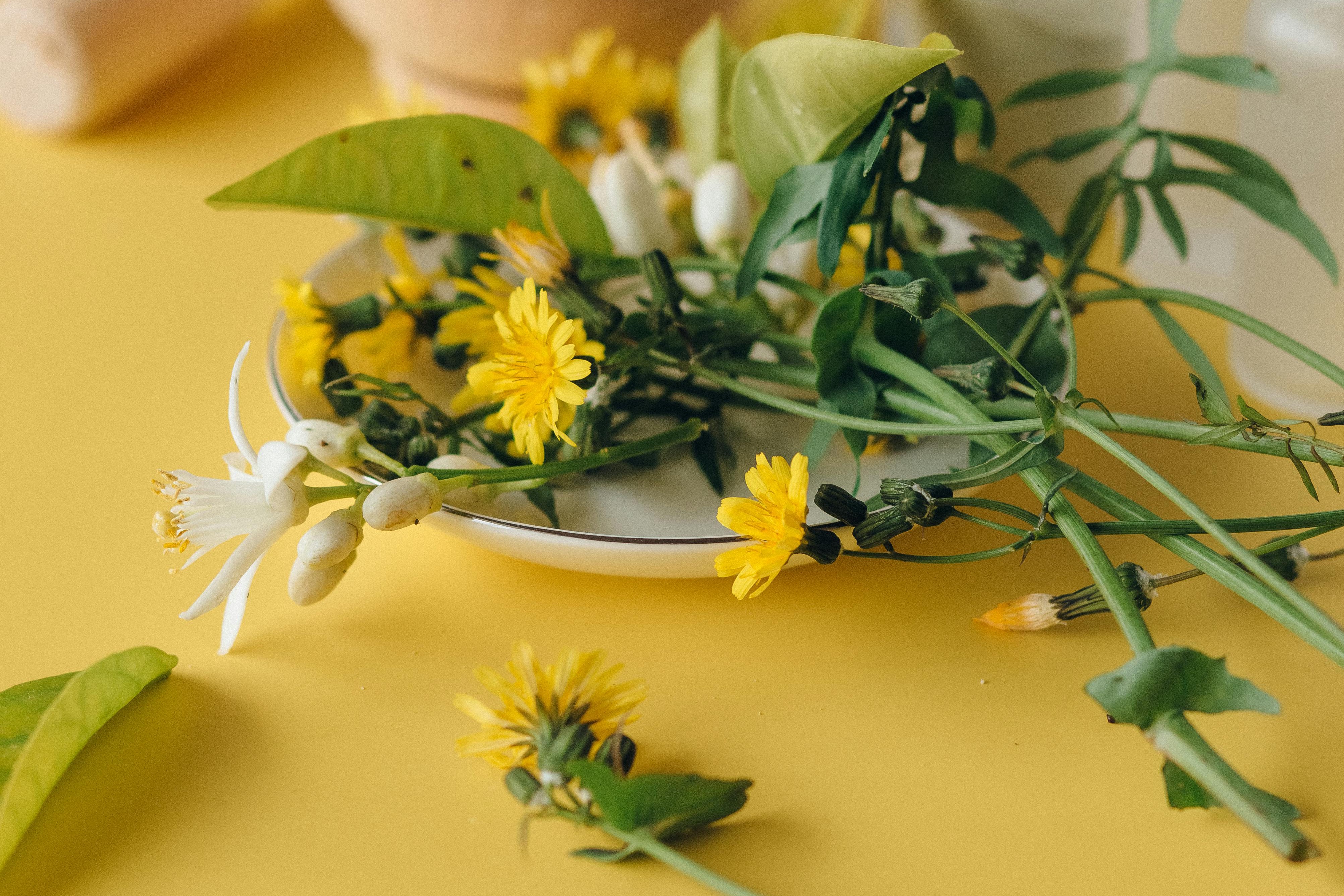 medicinal laurel leaves and essential oil